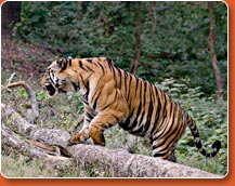 tiger safari - bhandhavgarh