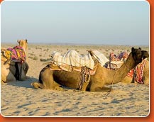 camel safari - attractions during rajasthan tour packages