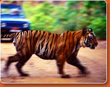 Ranthambore wildlife Park - during Visit to India