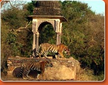 ranthambore tiger trails - during rajasthan wildlife tour